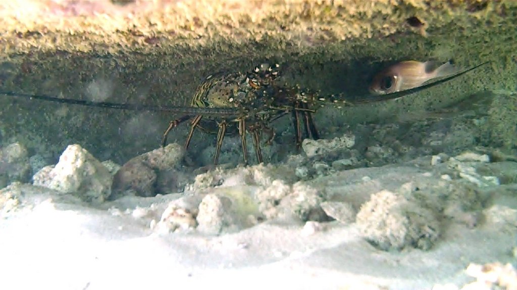 Sustainable Fishing in Punta Cana