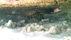 Lobster in the constrcuted house