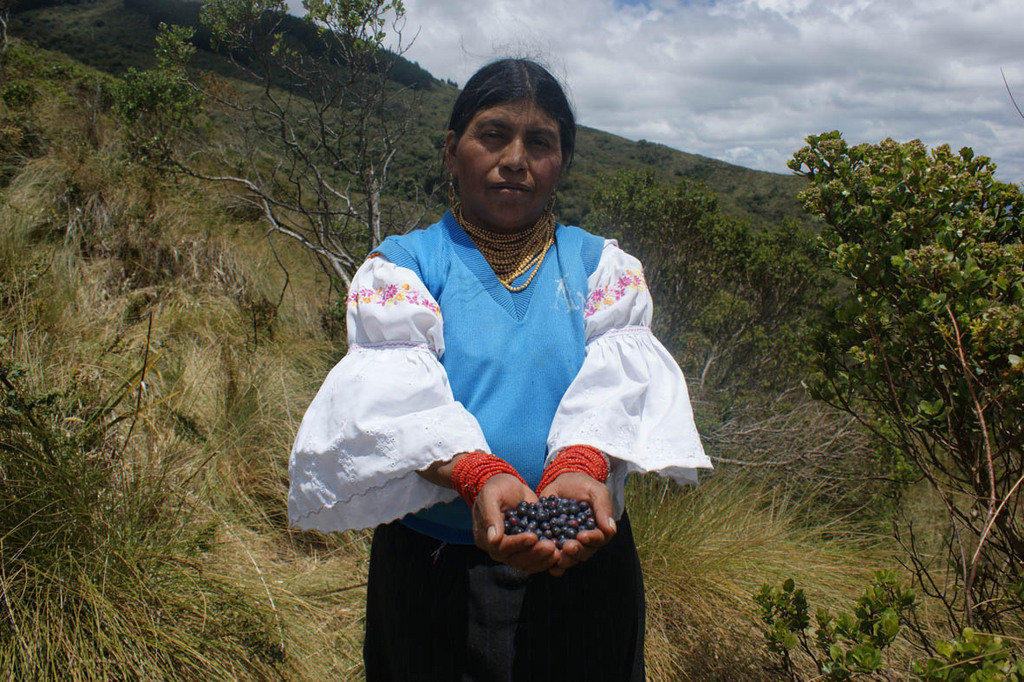 Native Blueberries and Andean Paramo Conservation