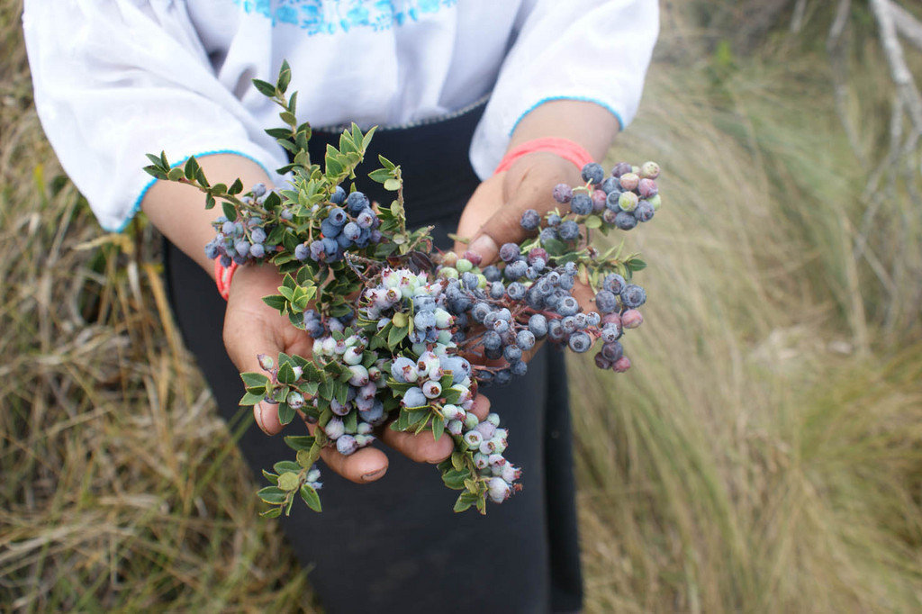 Native Blueberries and Andean Paramo Conservation