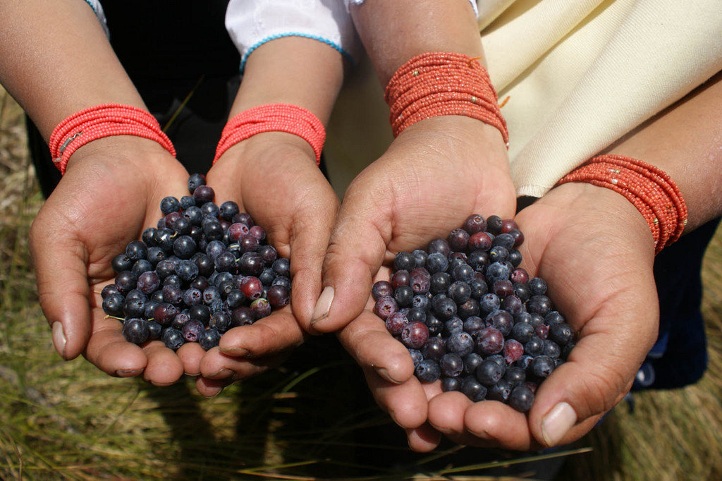 Native Blueberries and Andean Paramo Conservation