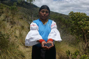 Blueberry Harvest (Cotacachi, Ecuador)
