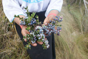 Andean Blueberry Bush