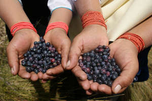Andean Blueberry Harvest (Cotacachi, Ecuador)