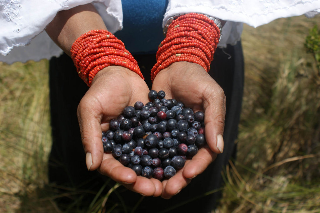Native Blueberries and Andean Paramo Conservation