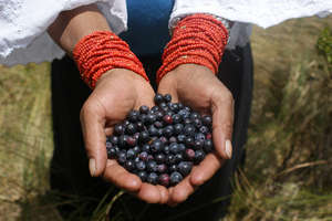 Native Blueberries and Andean Paramo Conservation