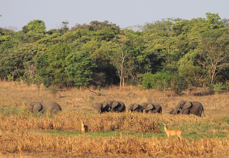 Support Kasanka National Park's Wildlife Rangers