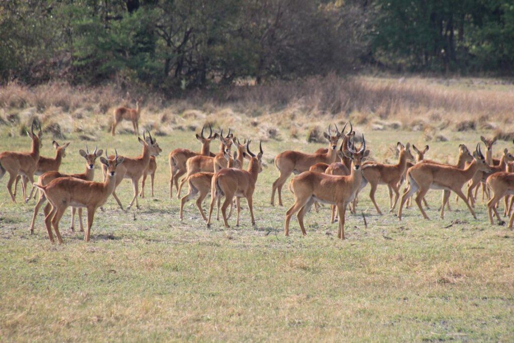Support Kasanka National Park's Wildlife Rangers