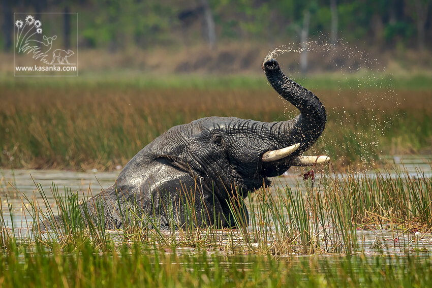 Support Kasanka National Park's Wildlife Rangers