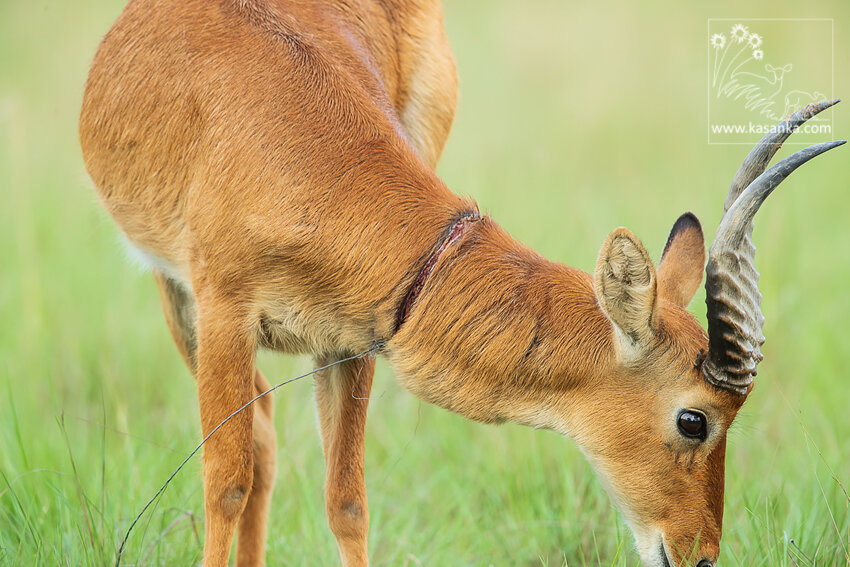 Support Kasanka National Park's Wildlife Rangers