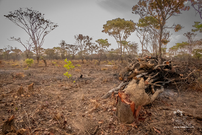 Support Kasanka National Park's Wildlife Rangers