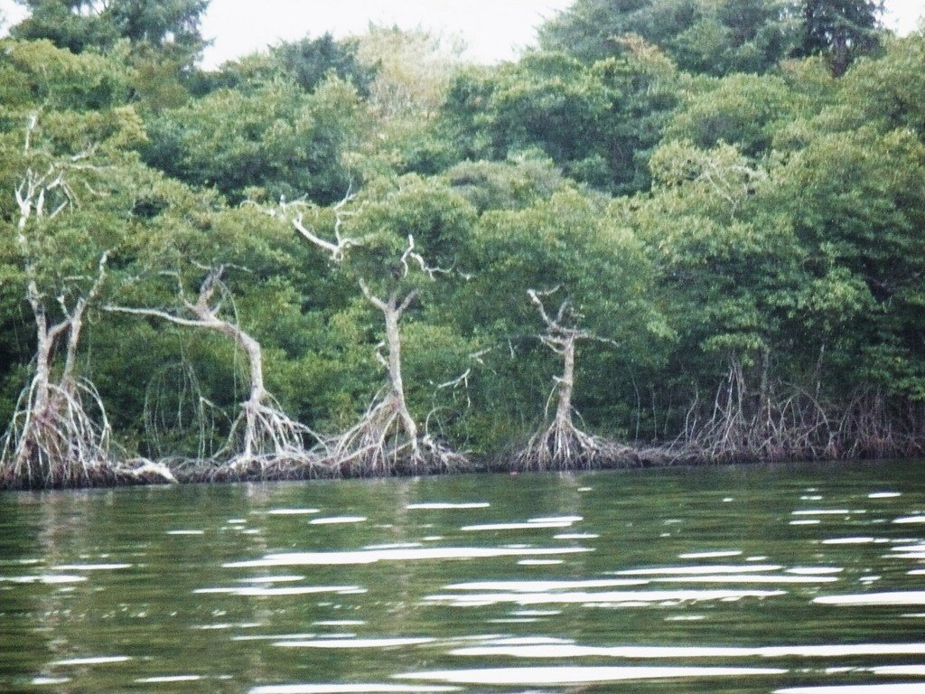 Help avert ecological disaster threatening Belize!