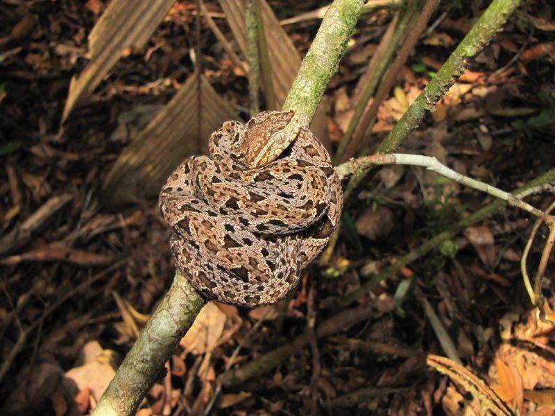 Help avert ecological disaster threatening Belize!