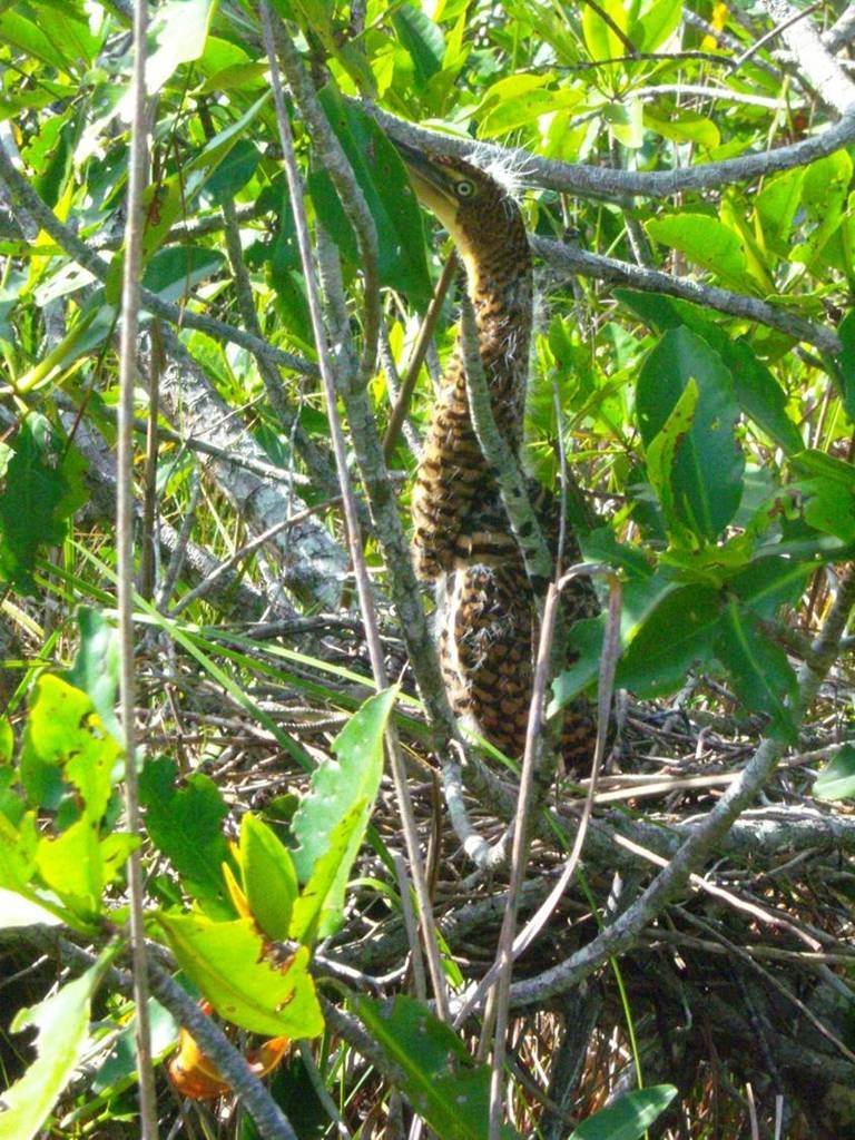 Help avert ecological disaster threatening Belize!