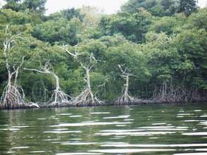 Mangrove forest