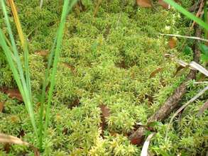 Sphagnum moss - unique  in Central America