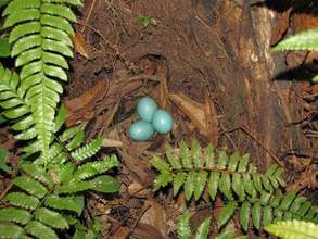 Eggs of  great tinamou