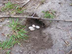Iguana eggs