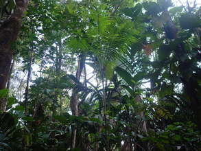 Rain forest