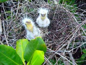 Help avert ecological disaster threatening Belize!