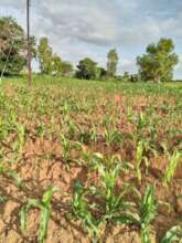 A maize field at Thukutu Primary School