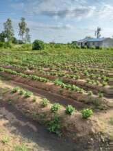 One of the Thukutu groundnut fields
