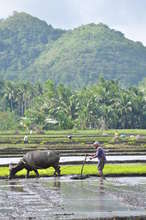 Keeping Bohol Green
