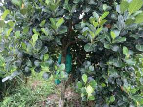 Growing fruit trees
