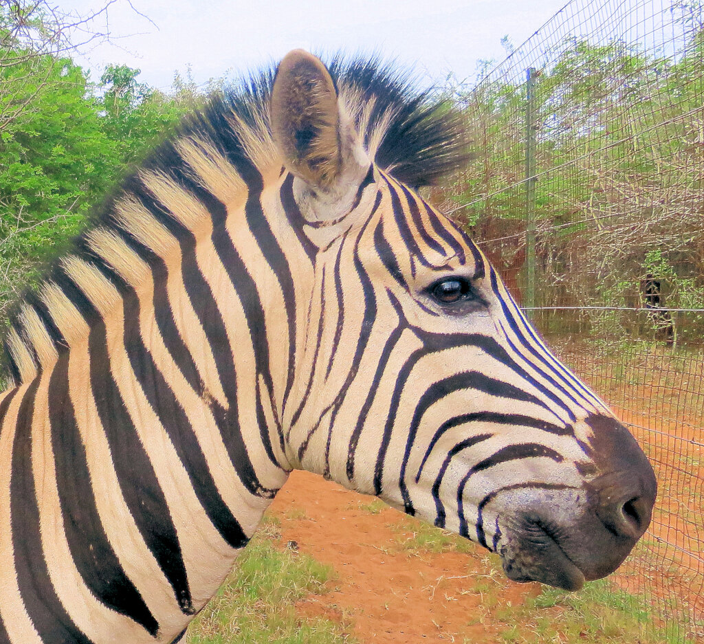 A friend for MilkyWay - A Striped Love Story