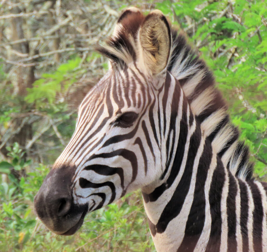 A friend for MilkyWay - A Striped Love Story