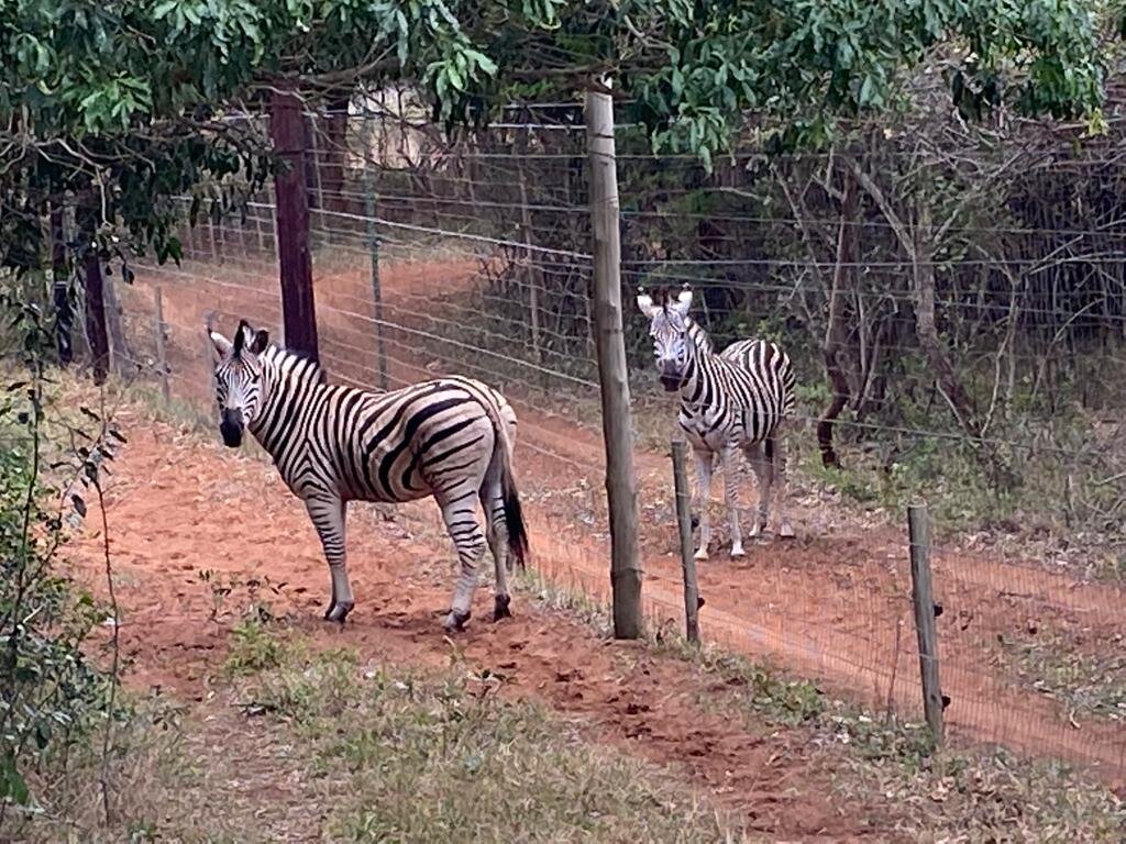 A friend for MilkyWay - A Striped Love Story