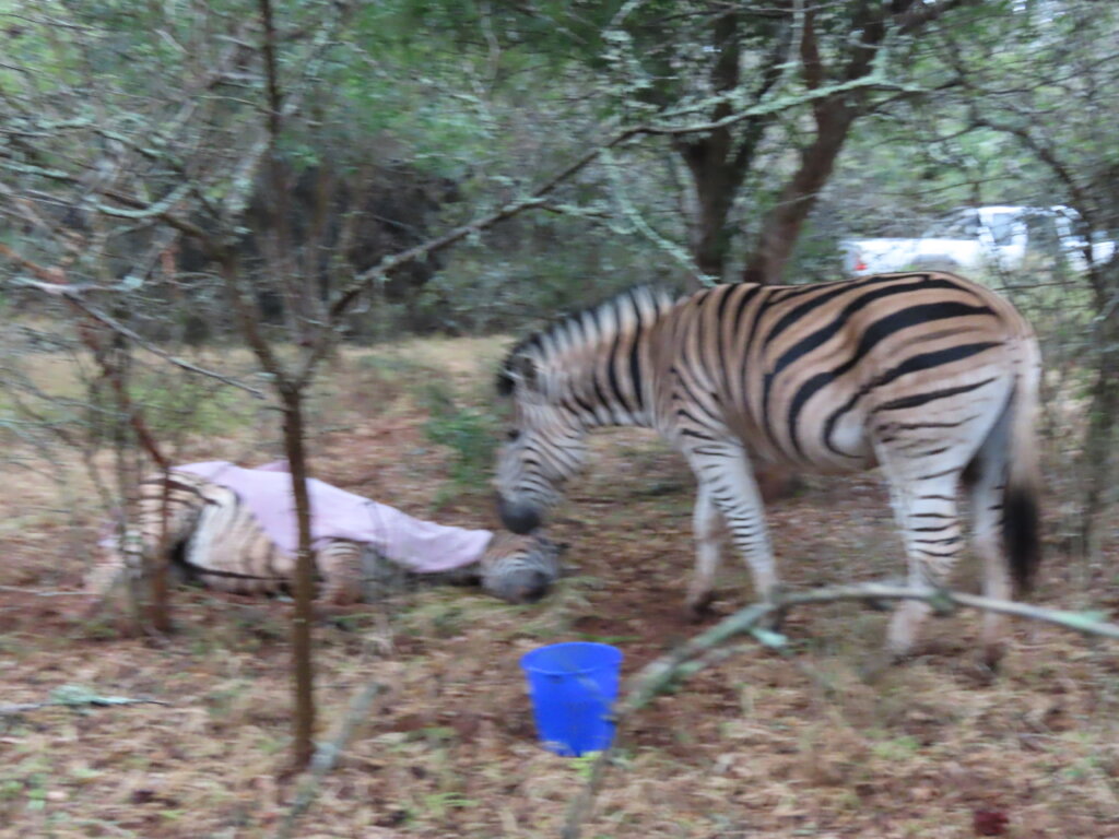 A friend for MilkyWay - A Striped Love Story