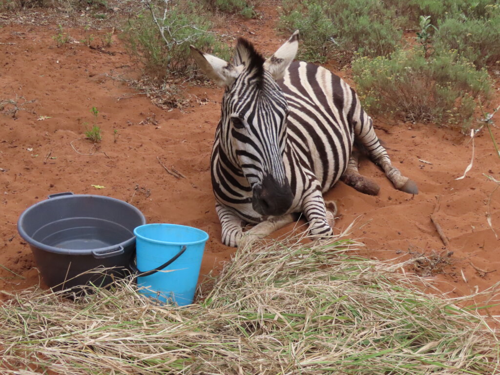 A friend for MilkyWay - A Striped Love Story