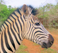 MilkyWay our beautiful Stallion Zebra