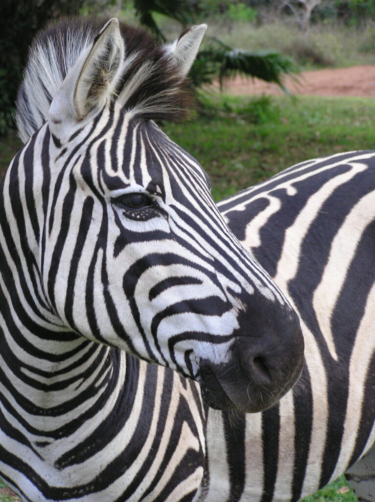 A friend for MilkyWay - A Striped Love Story