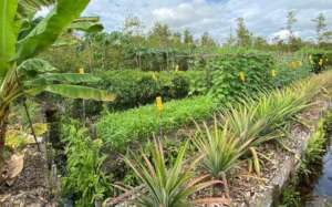 A typical agroforestry plot