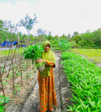 One of the smallholder farmers harvesting kangkung