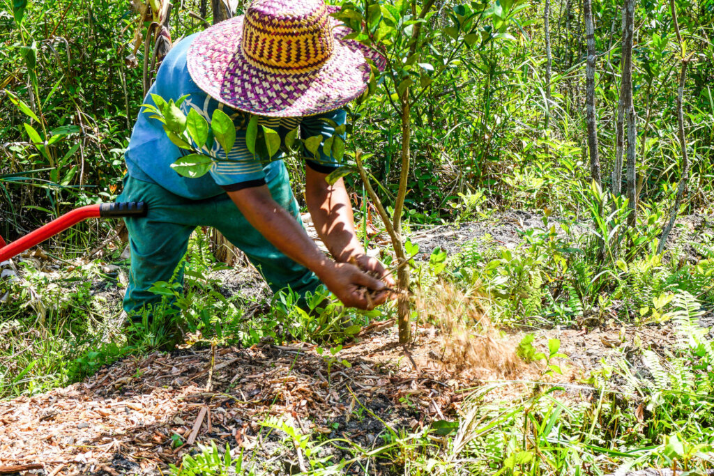 Resilience through agroforestry in Kalimantan