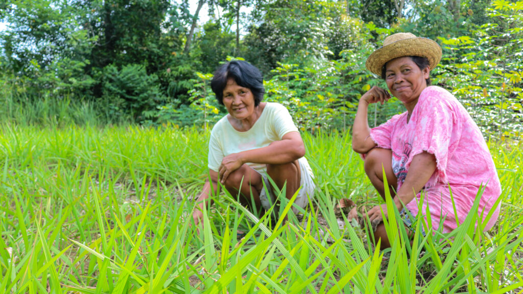 Resilience through agroforestry in Kalimantan