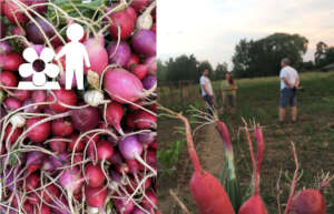 Sharing growing space in rural Romania