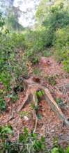 Forest Disturbance in Kaya Muhaka