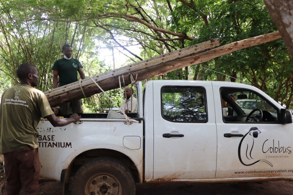 Rescue Vulnerable Colobus Monkeys