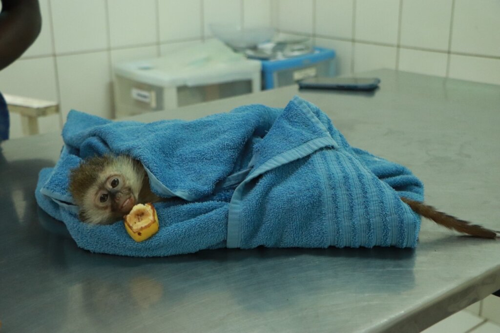 Rescue Vulnerable Colobus Monkeys