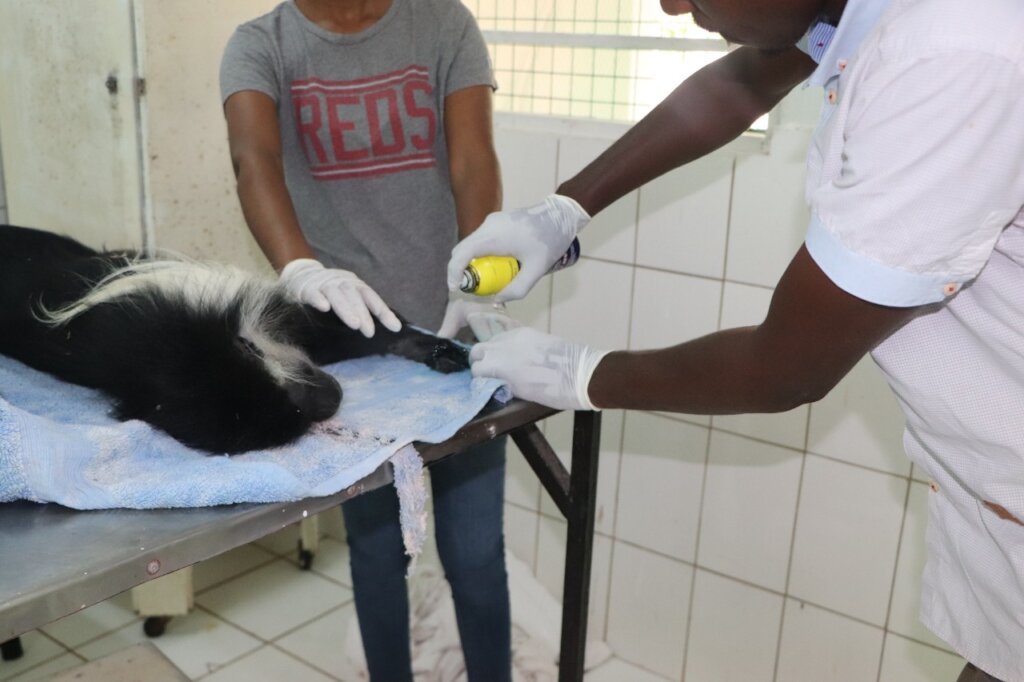 Rescue Vulnerable Colobus Monkeys