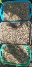 January 1st 2024 Pumpkin Seeds