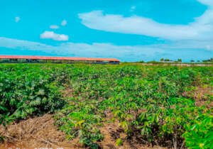 Solidarity Plantation