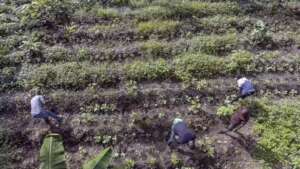 Supported farm 2