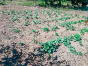 Supported farm