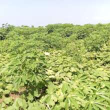 Yucca and Pumpkin Plantation