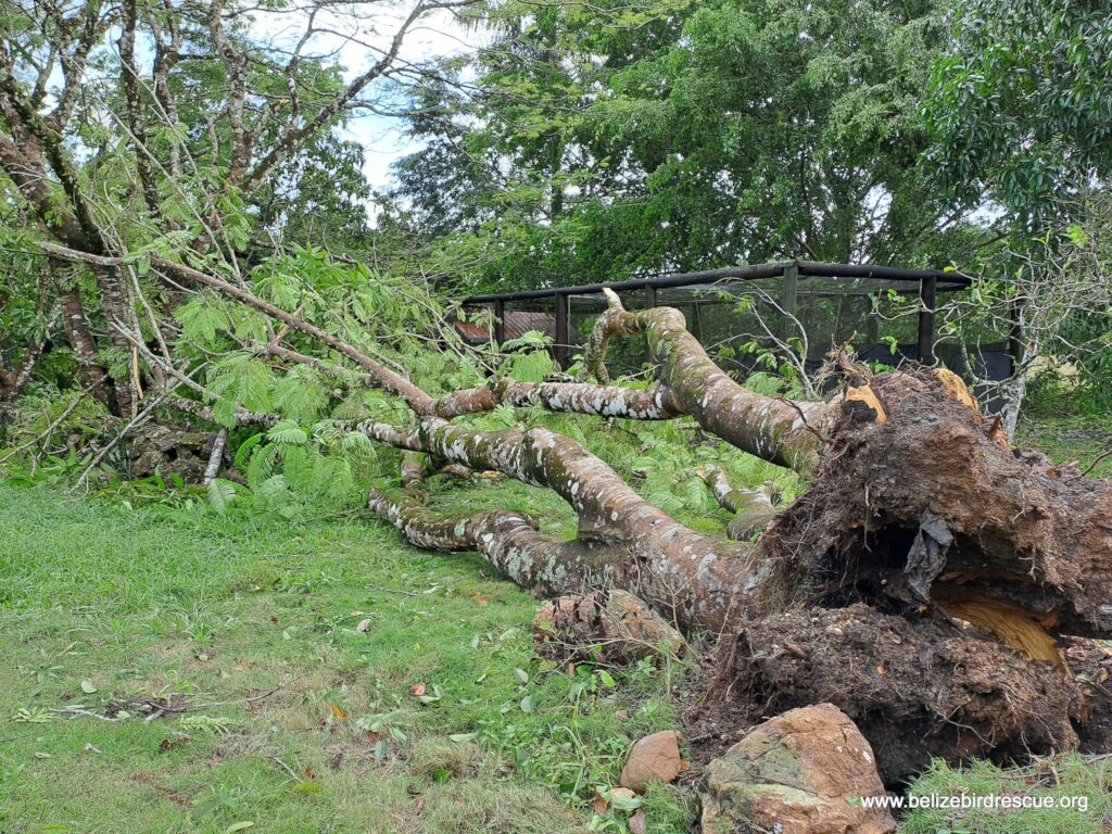 Hurricane Lisa Repair Appeal